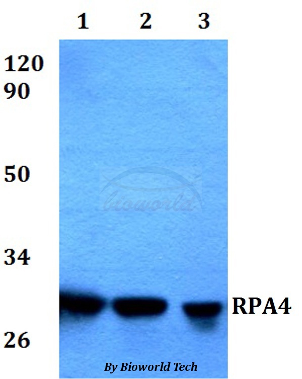 Anti-RPA4 Antibody