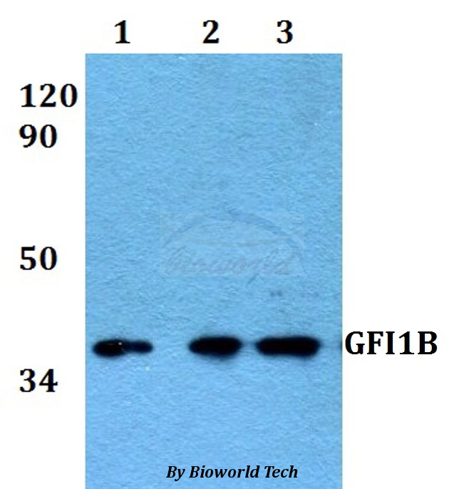 Anti-GFI1B Antibody