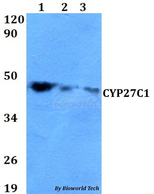 Anti-CYP27C1 Antibody