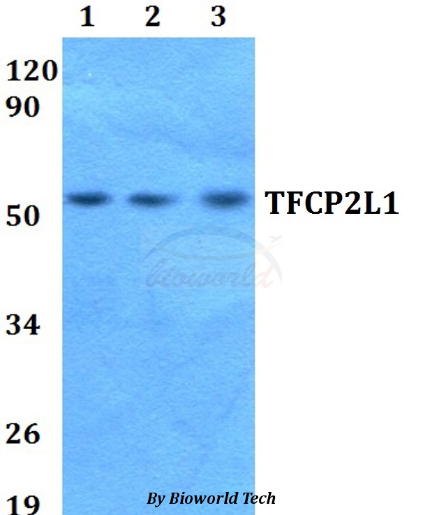 Anti-TFCP2L1 Antibody