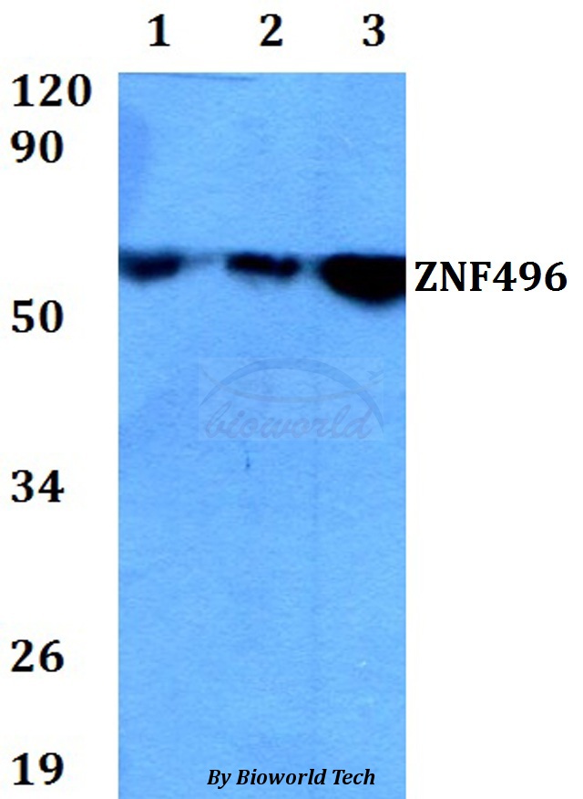 Anti-ZNF496 Antibody