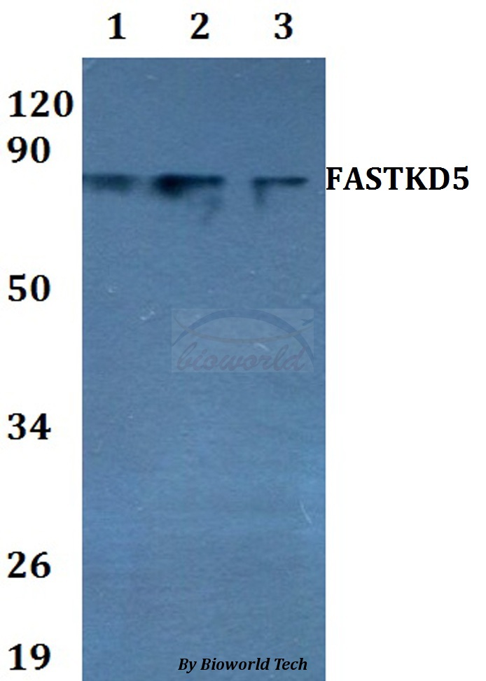 Anti-FASTKD5 Antibody