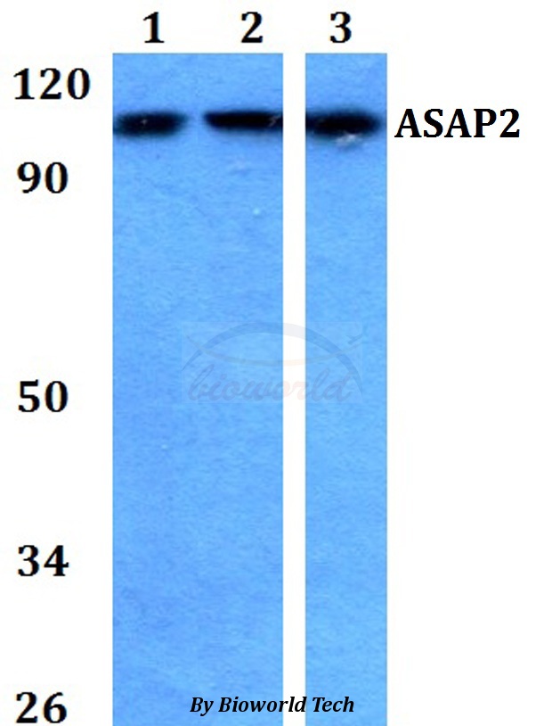 Anti-ASAP2 Antibody
