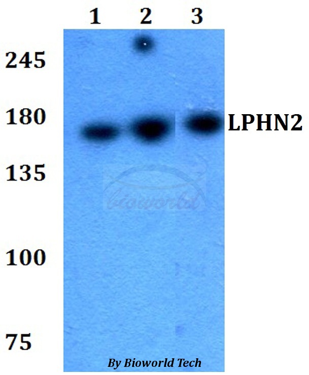 Anti-LPHN2 Antibody