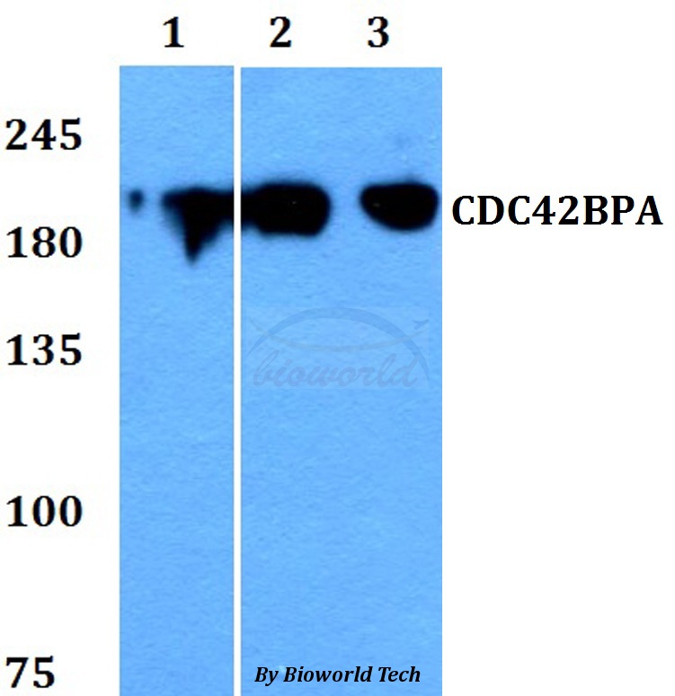 Anti-CDC42BPA Antibody
