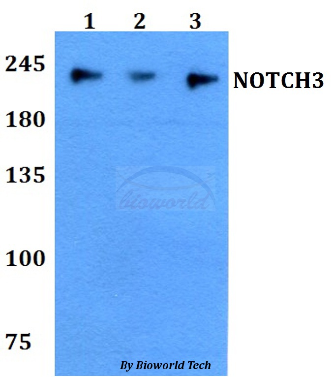 Anti-NOTCH3 Antibody