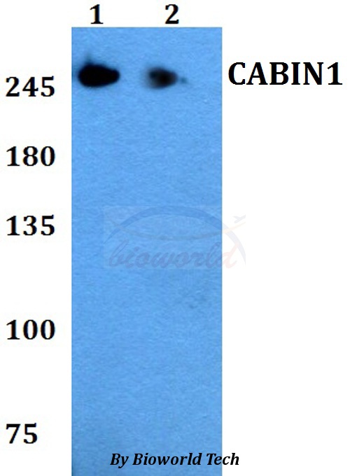 Anti-CABIN1 Antibody