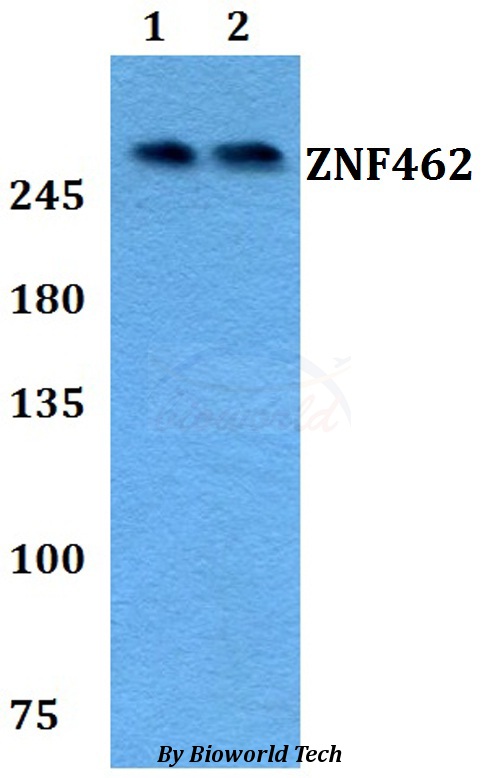 Anti-ZNF462 Antibody