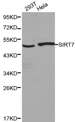 Anti-SIRT7 Antibody