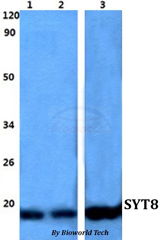 Anti-SYT8 Antibody