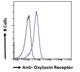 Anti-Oxytocin Receptor Antibody