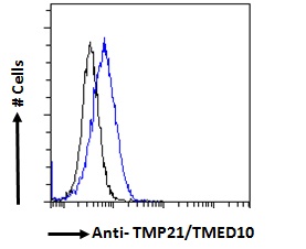 Anti-TMP21 Antibody Anti-TMP21 Antibody