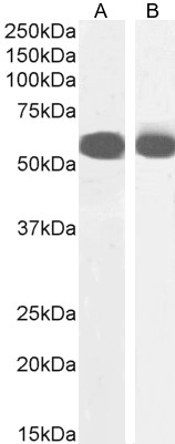 Anti-PTBP2 Antibody