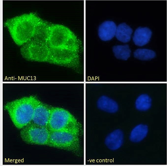 Anti-MUC13 Antibody
