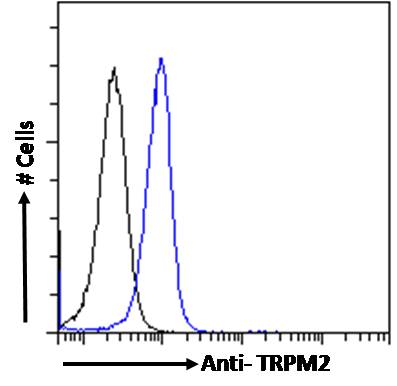 Anti-TRPM2 Antibody Anti-TRPM2 Antibody