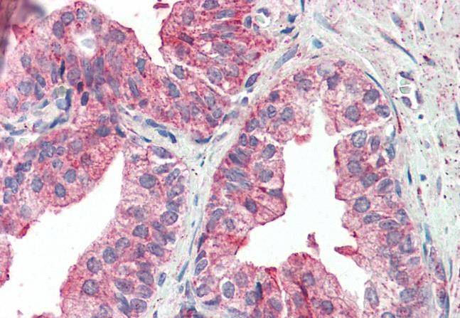 Anti-KIF6/Kinesin-13 Antibody