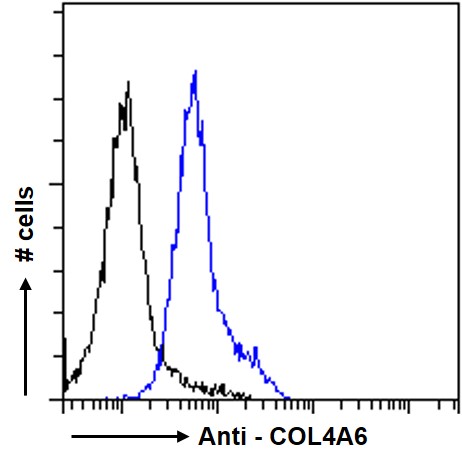 Anti-Collagen IV alpha 6 Antibody Anti-Collagen IV alpha 6 Antibody