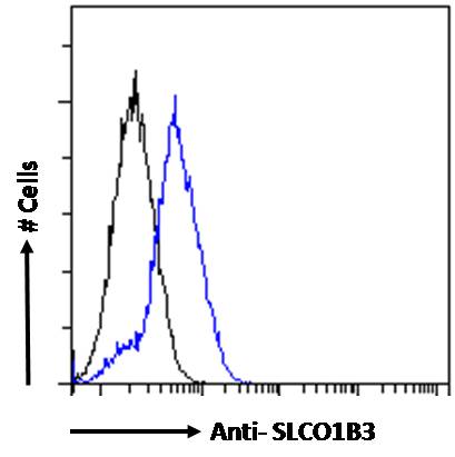 Anti-SLCO1B3/OATP1B3 Antibody Anti-SLCO1B3/OATP1B3 Antibody