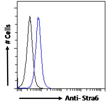 Anti-STRA6 Antibody Anti-STRA6 Antibody