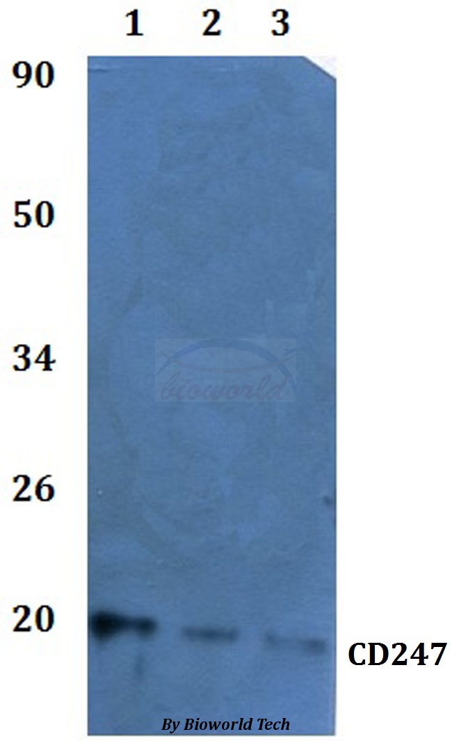 Anti-CD247 Antibody