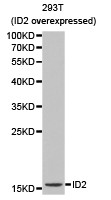Anti-ID2 Antibody