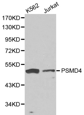 Anti-PSMD4 Antibody