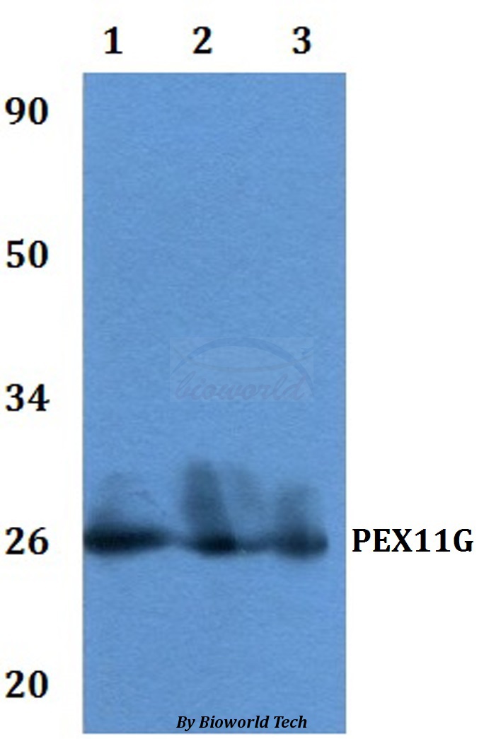 Anti-PEX11G Antibody