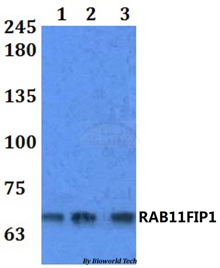 Anti-RAB11FIP1 Antibody
