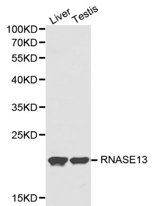 Anti-RNASE13 Antibody