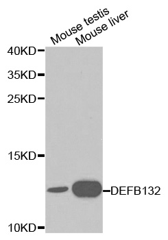 Anti-DEFB132 Antibody