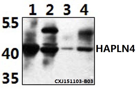 Anti-HAPLN4 Antibody