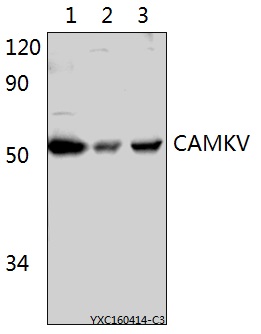 Anti-CAMKV Antibody