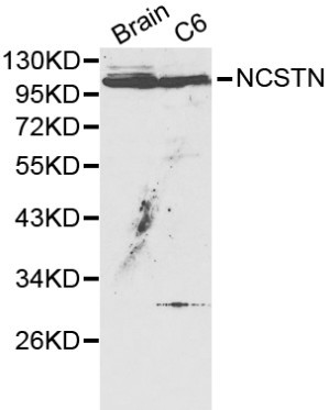 Anti-NCSTN Antibody