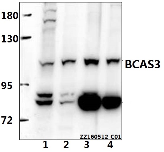 Anti-BCAS3 Antibody