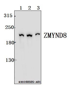 Anti-ZMYND8 Antibody