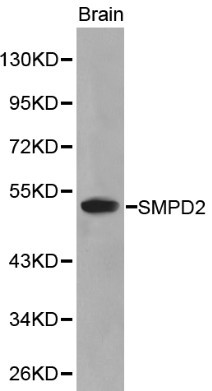 Anti-SMPD2 Antibody