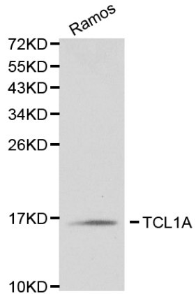 Anti-TCL1A Antibody