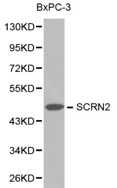 Anti-SCRN2 Antibody