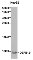 Anti-DEFB121 Antibody