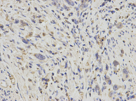 Anti-APOH Antibody Anti-APOH Antibody