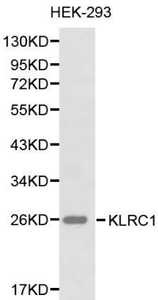 Anti-CD159a/KLRC1 Antibody