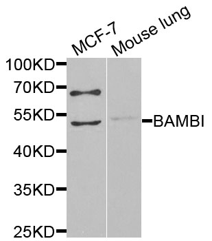 Anti-BAMBI Antibody