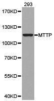 Anti-MTTP Antibody
