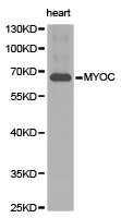 Anti-MYOC Antibody