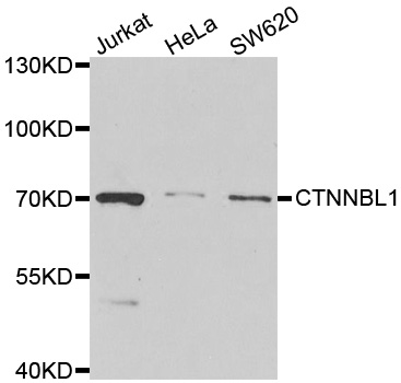 Anti-CTNNBL1 Antibody
