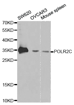 Anti-POLR2C Antibody