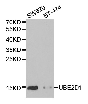 Anti-UBE2D1 Antibody