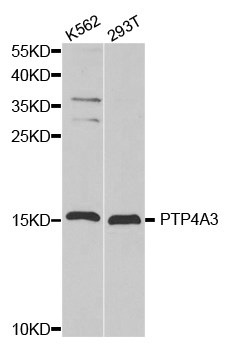 Anti-PTP4A3 Antibody