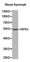 Anti-RIP3 Antibody