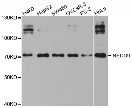 Anti-NEDD9 Antibody